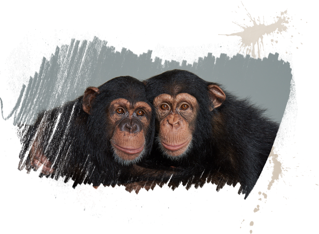 Two Chimpanzees Side By Side PNG