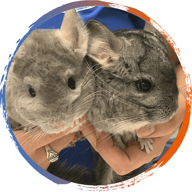 Two Chinchillas Cuddling PNG