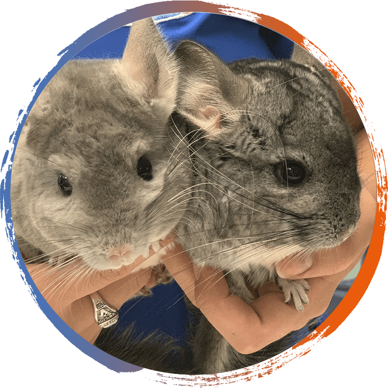 Two Chinchillas Held Gently PNG