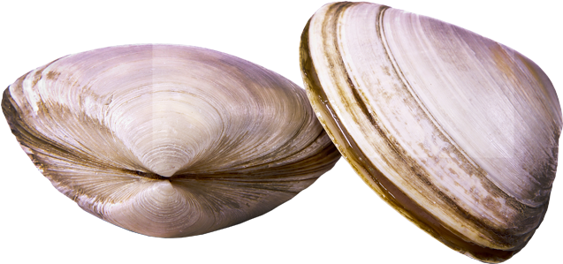 Two Clams Closed Shells PNG