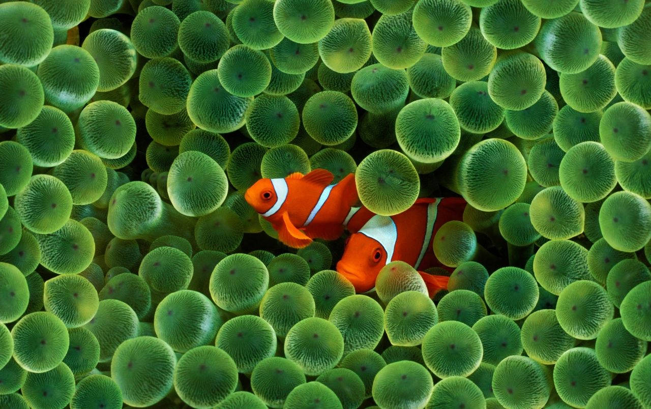 Two Clownfish Swimming in a Sea of Colorful Corals Wallpaper