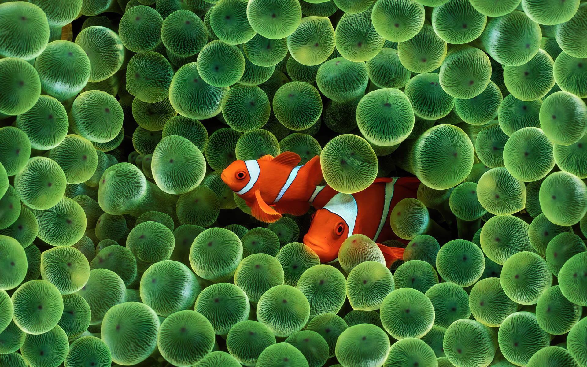 Two Clownfish 4K Ultra HD Fish Wallpaper