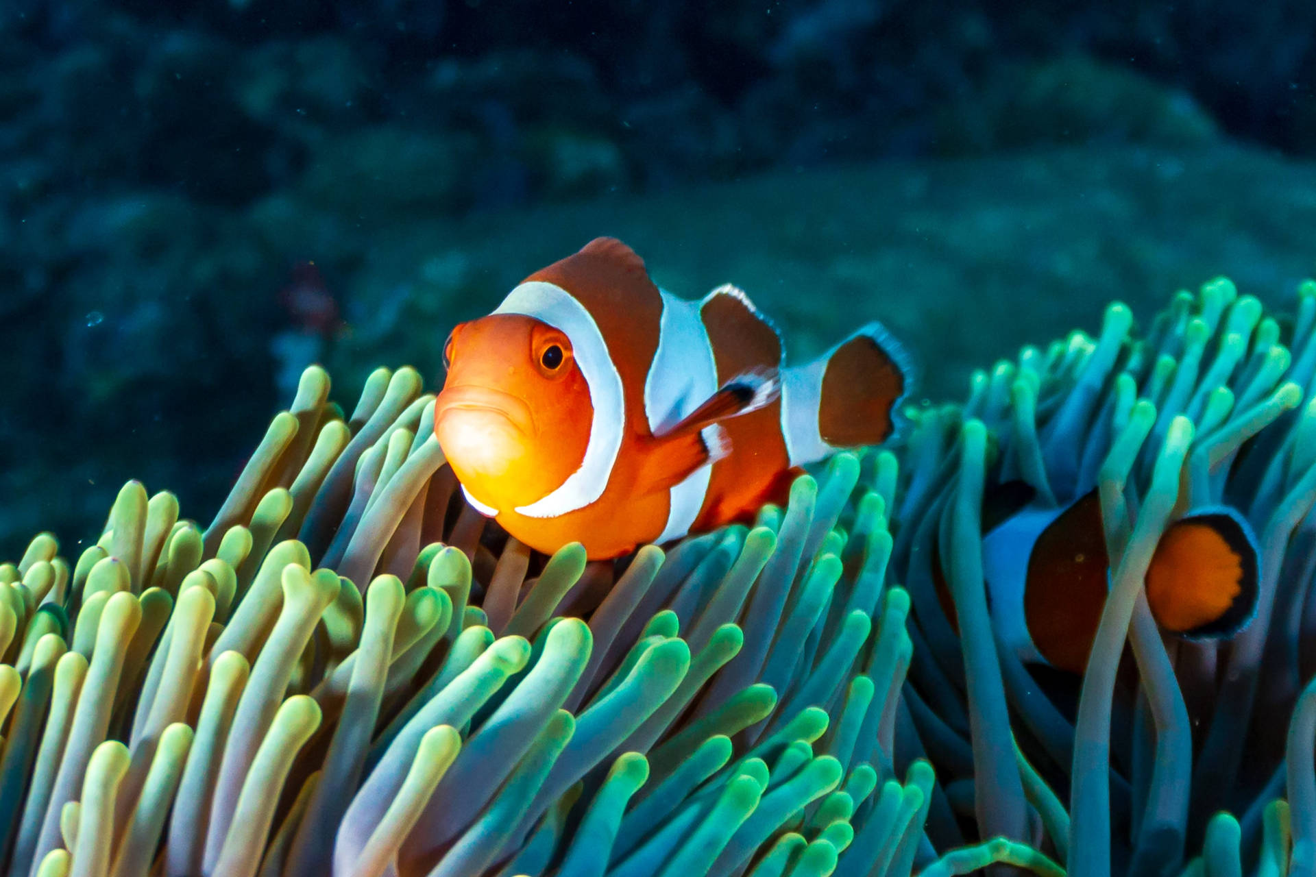 Two Clownfish Coral Reef Wallpaper