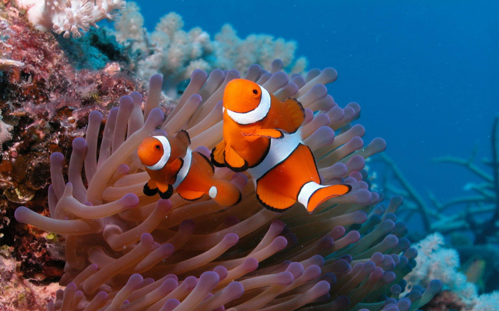 Tvåclownfiskar I Havsanemoner På Ett Korallrev. Wallpaper