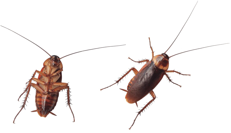 Two Cockroaches Transparent Background PNG