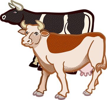 Two Cows Illustration PNG