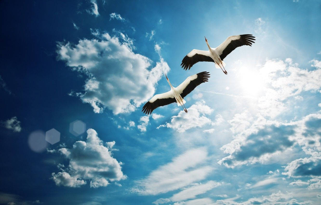 To Krane Fugle Flyver Over en Flod på en Klar Blå Himmel Wallpaper