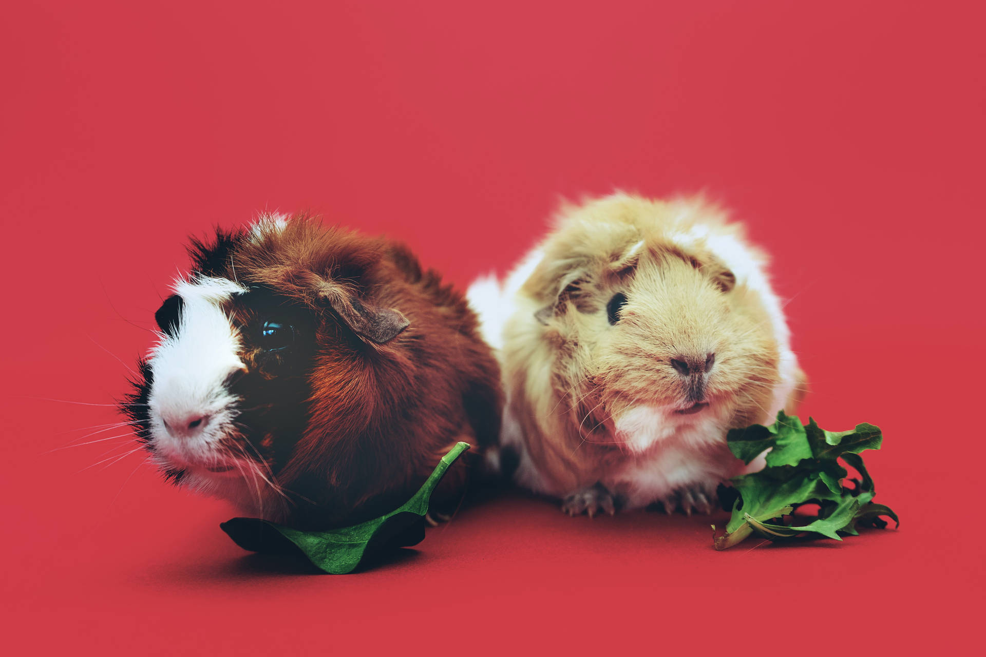 Two Cute Animals Guinea Pigs Wallpaper