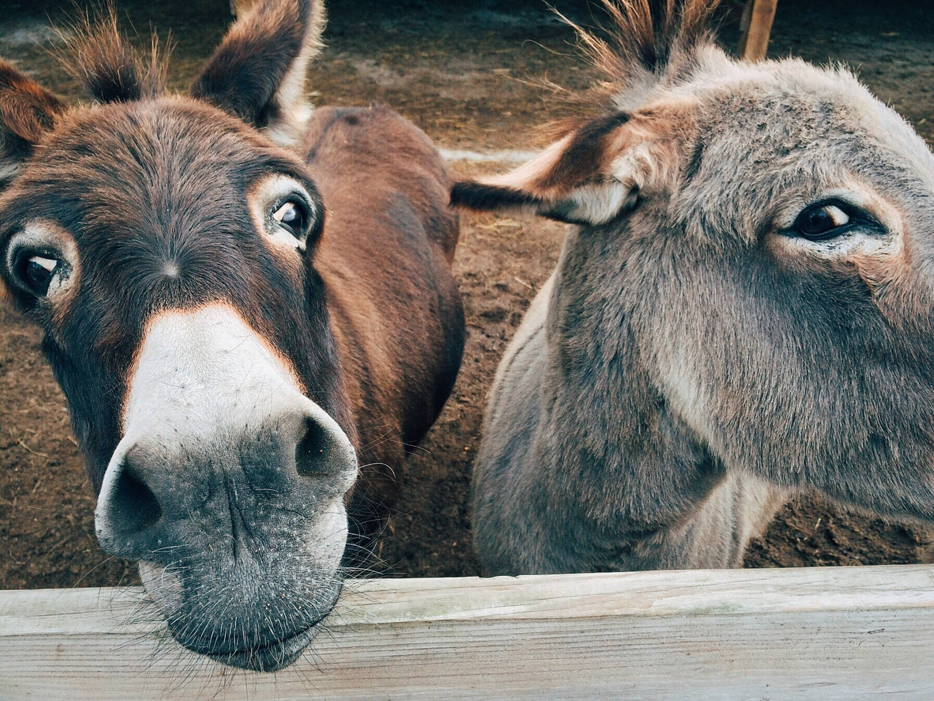 Two Cute Animals Irish Donkeys Wallpaper