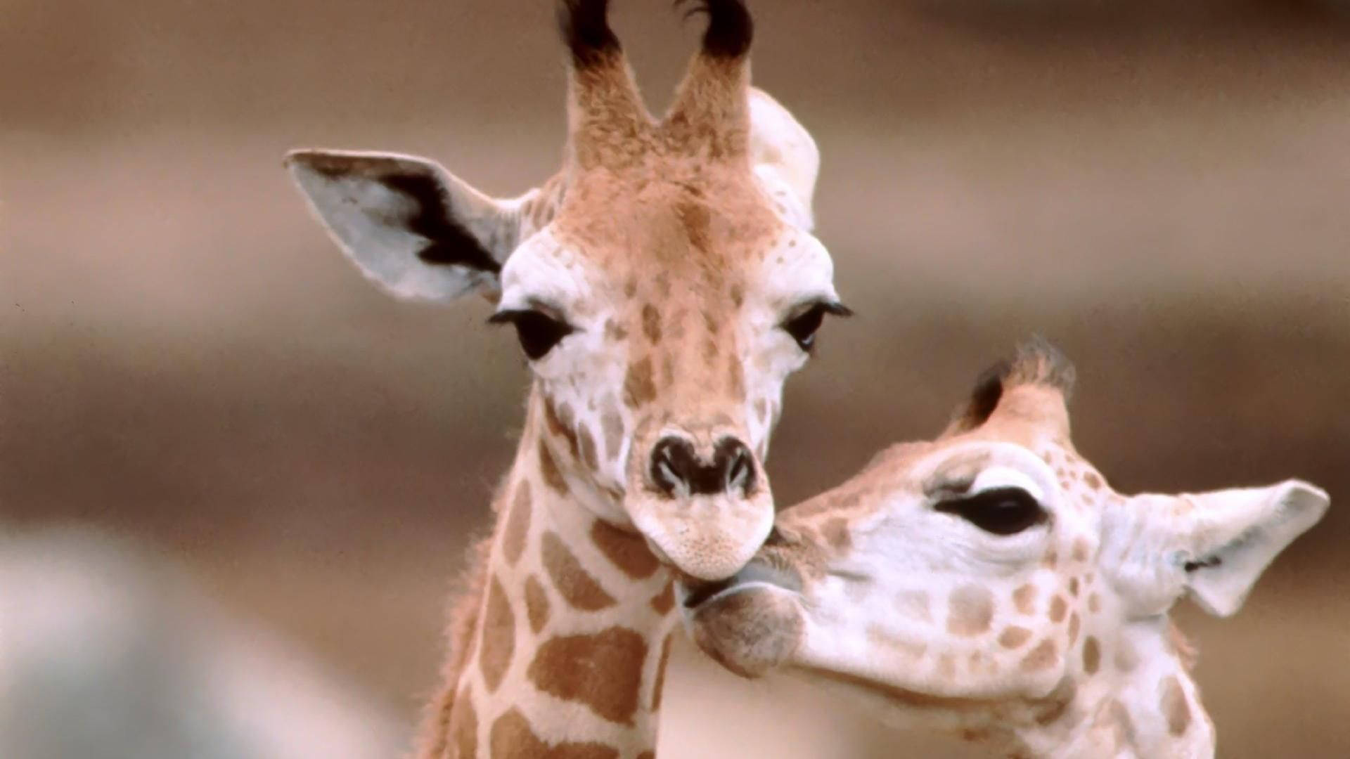 Two Cute Baby Giraffes Wallpaper