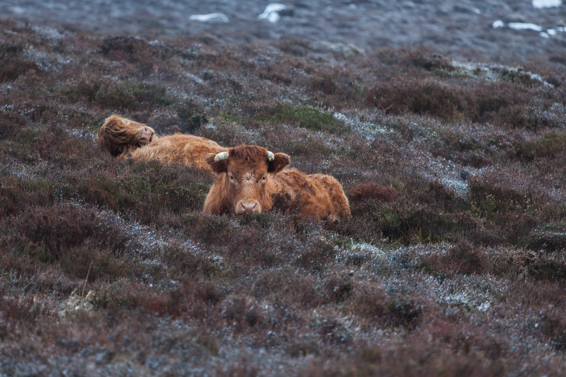 Zweiniedliche Kühe Auf Schneebedecktem Gras Wallpaper
