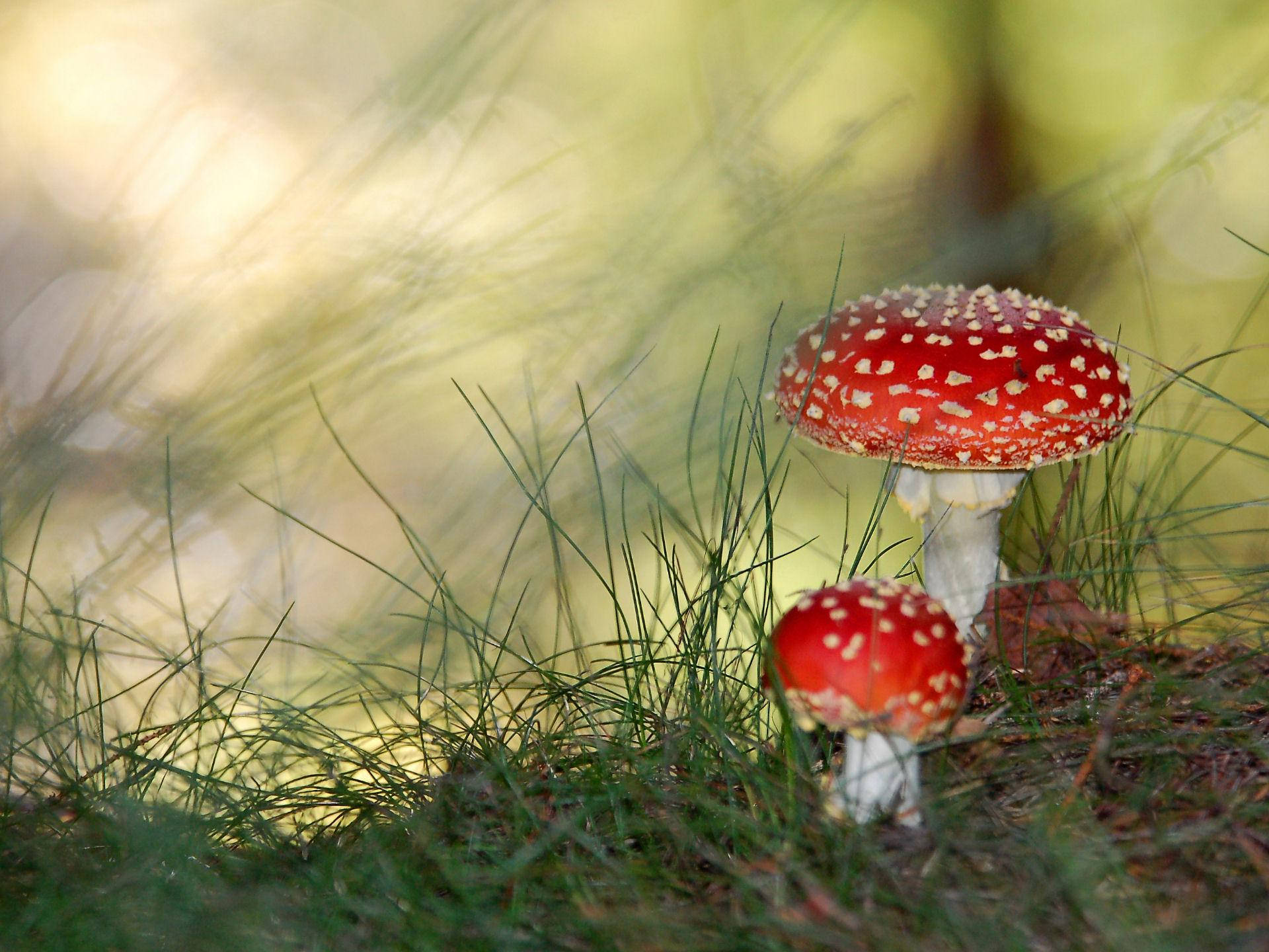 Two Cute Fly Agaric Mushrooms Different Sizes Wallpaper
