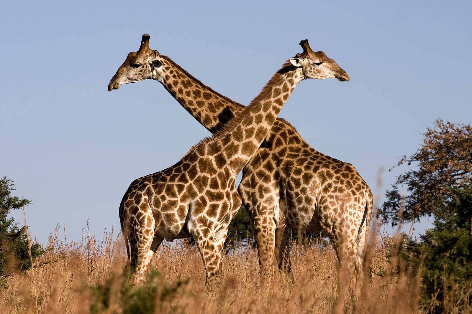 Duesimpatiche Giraffe Fuori Nella Savana Africana Sfondo