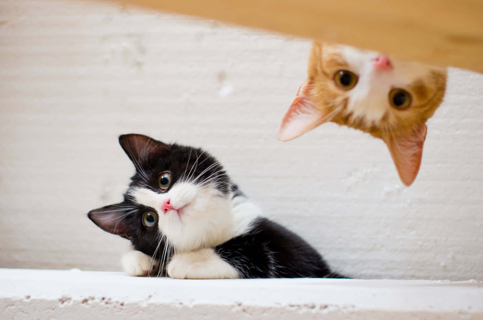 Two Cute Kittens Looks Downwards Wallpaper