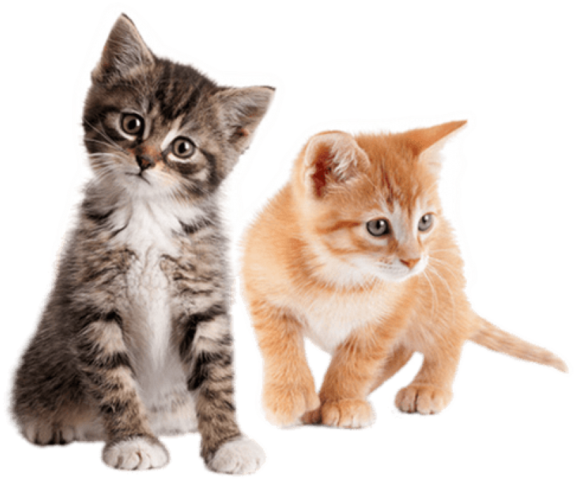 Two Cute Kittens Together PNG
