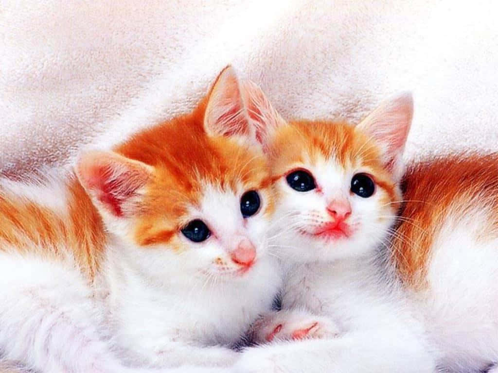 Two Cute Kitties Orange And White Wallpaper