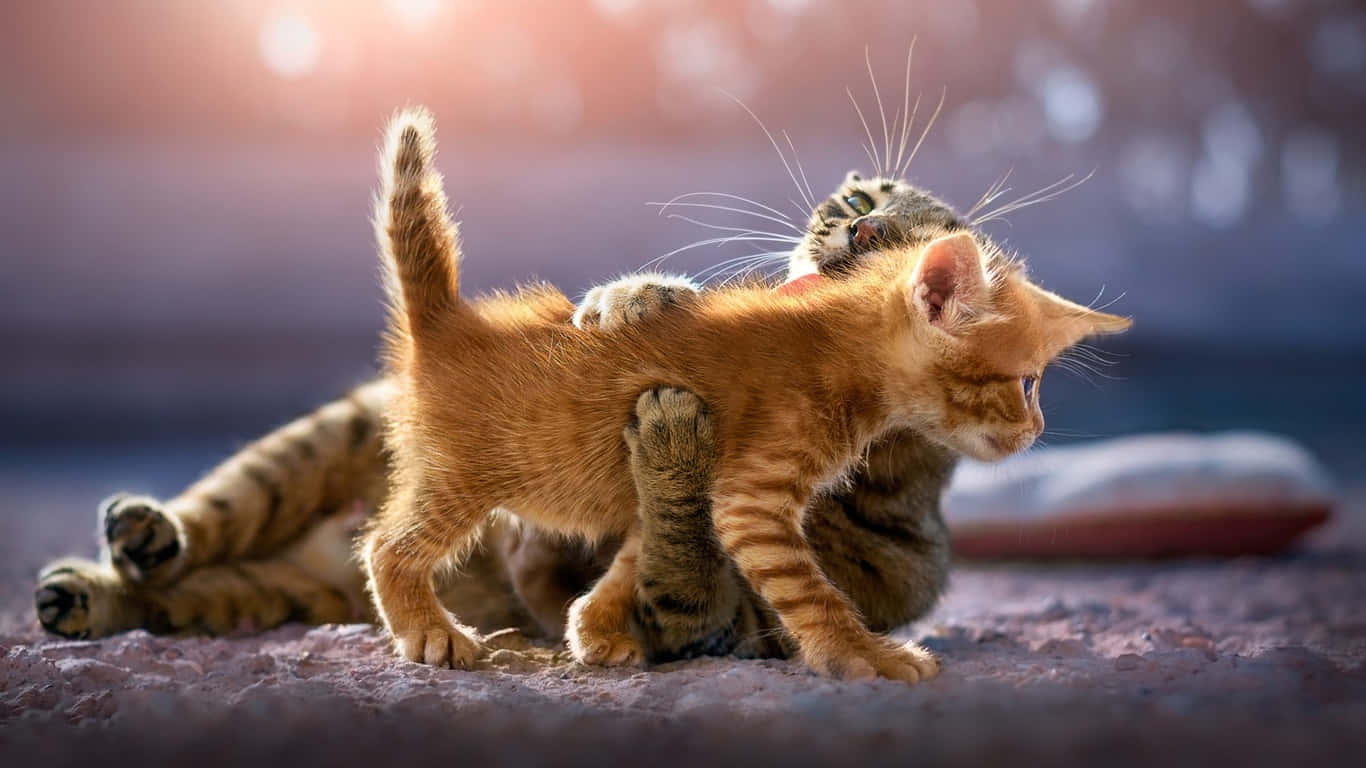 Zweiniedliche Kätzchen Spielen Im Sonnenuntergang Wallpaper