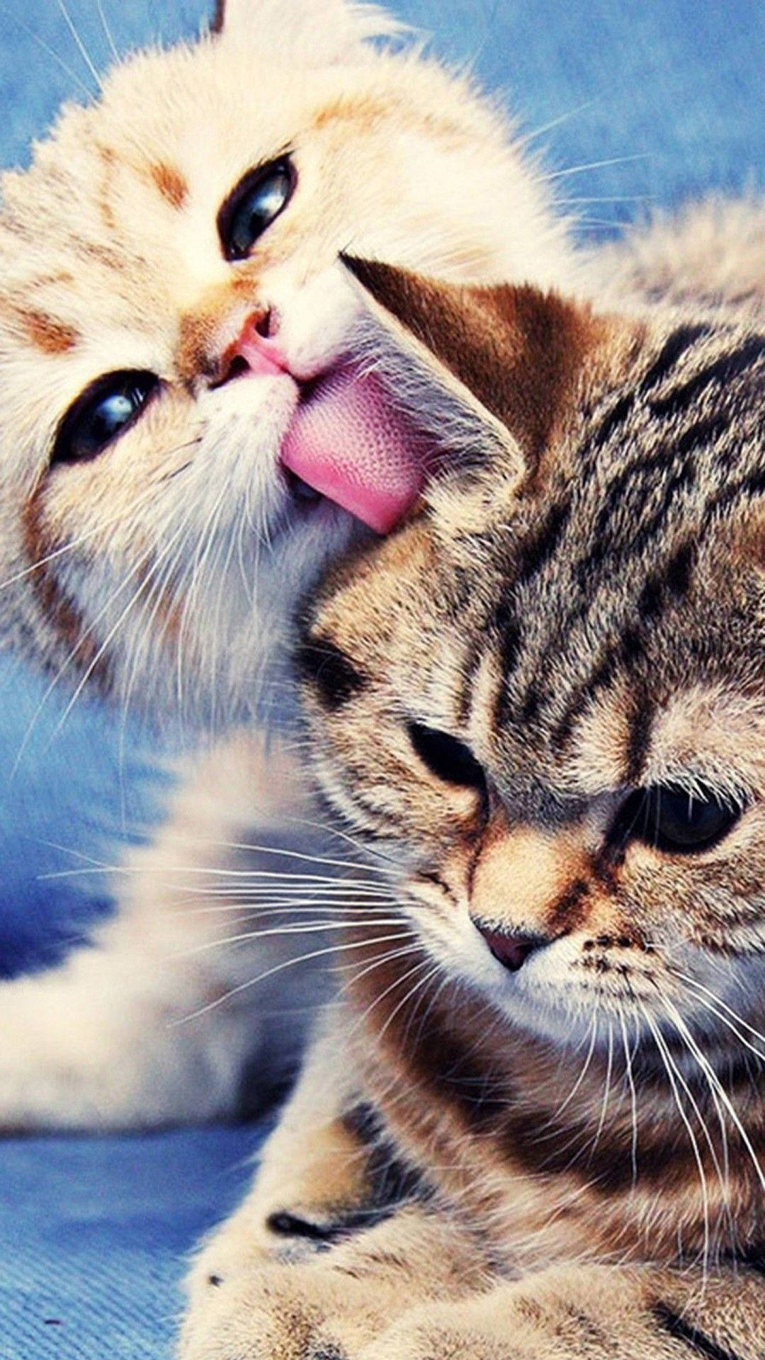 Two Cute Munchkin Cats Iphone Wallpaper