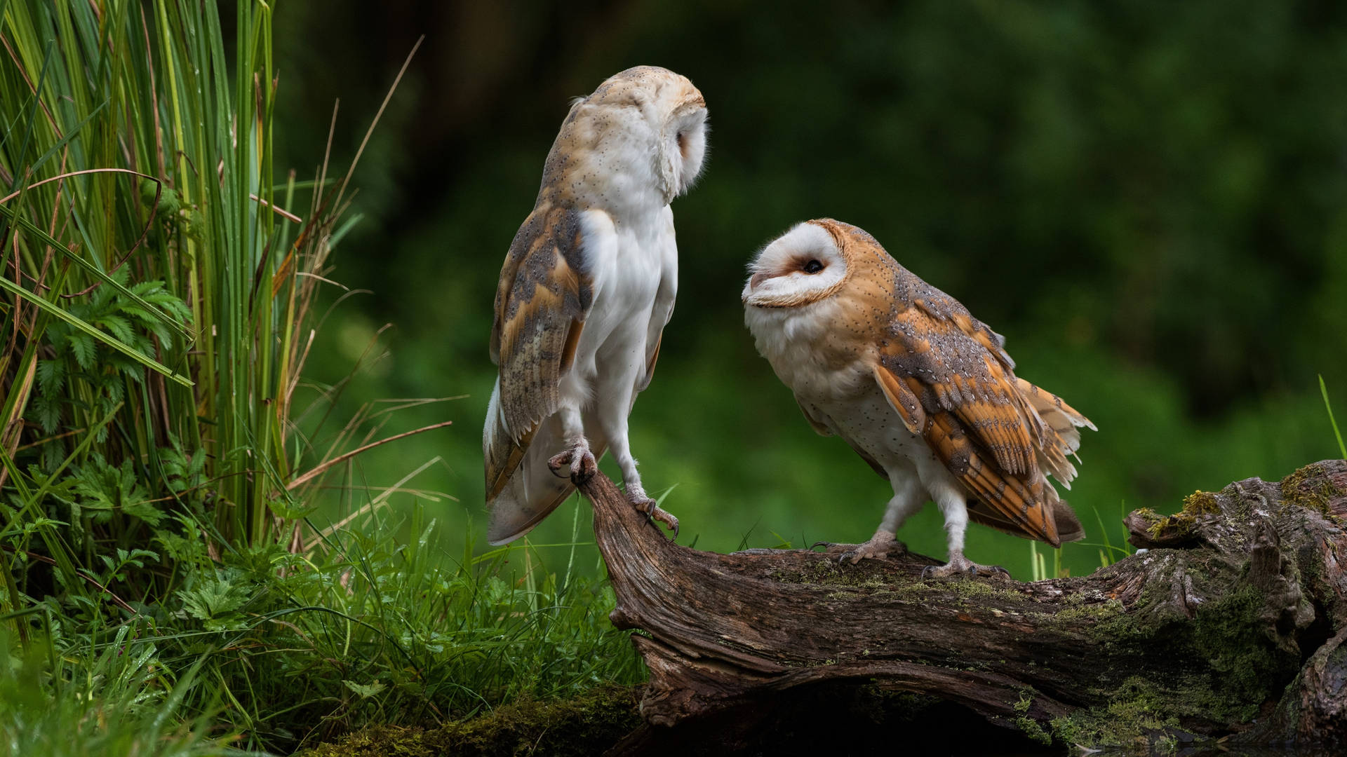 Two Cute Owls Wallpaper