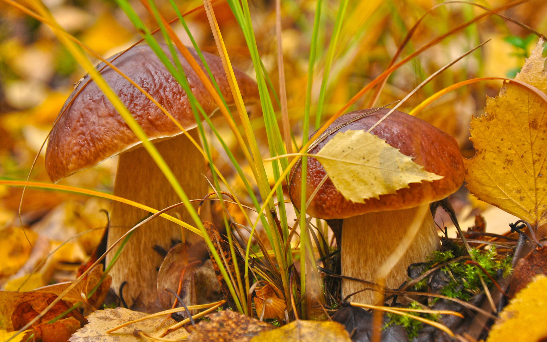 Two Cute Penny Bun Mushrooms With Yellow Leaves Wallpaper
