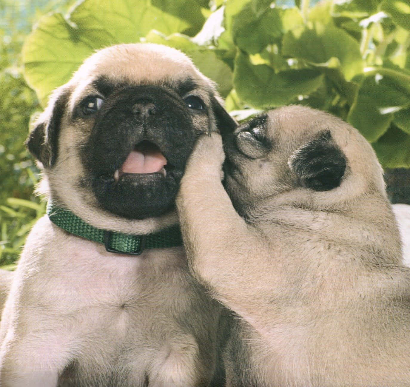 Two Cute Pug Puppies Wallpaper