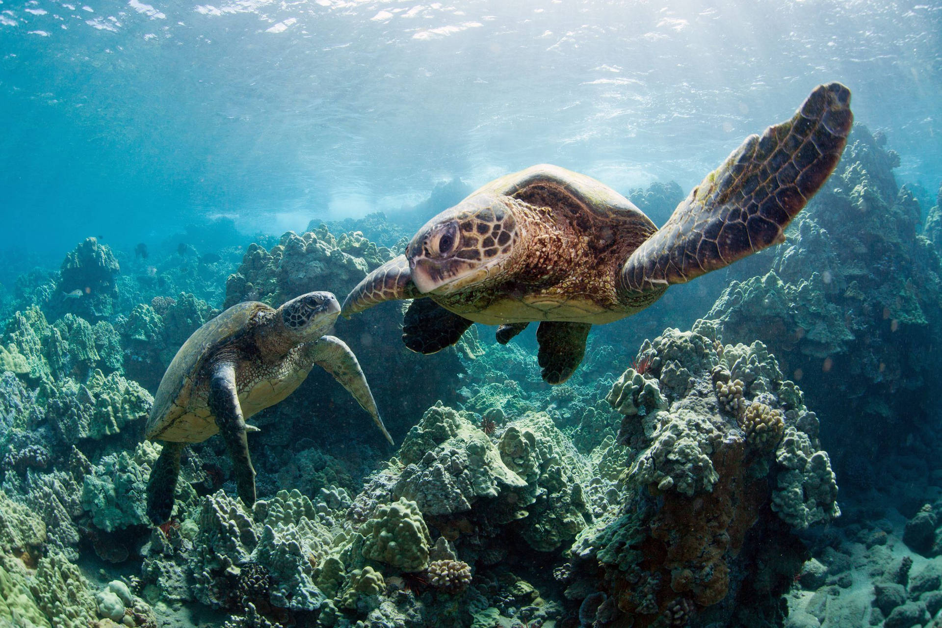 Two Cute Turtles In The Ocean Wallpaper