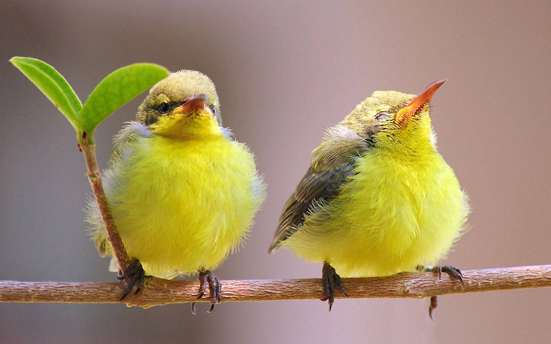 Two Cute Yellow Canaries Wallpaper