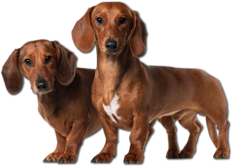 Two Dachshunds Standing Together PNG