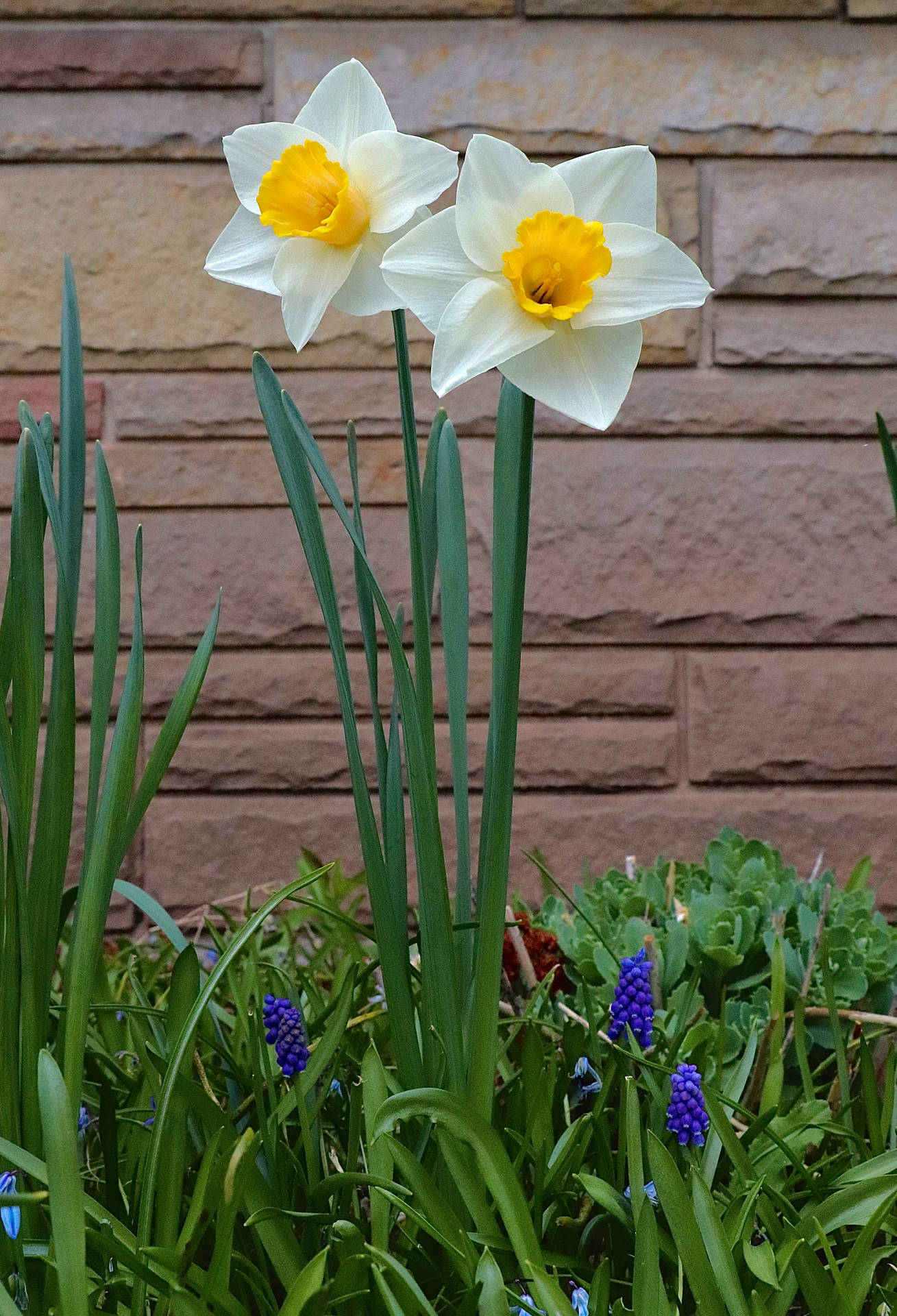 Two Daffodil Flowers