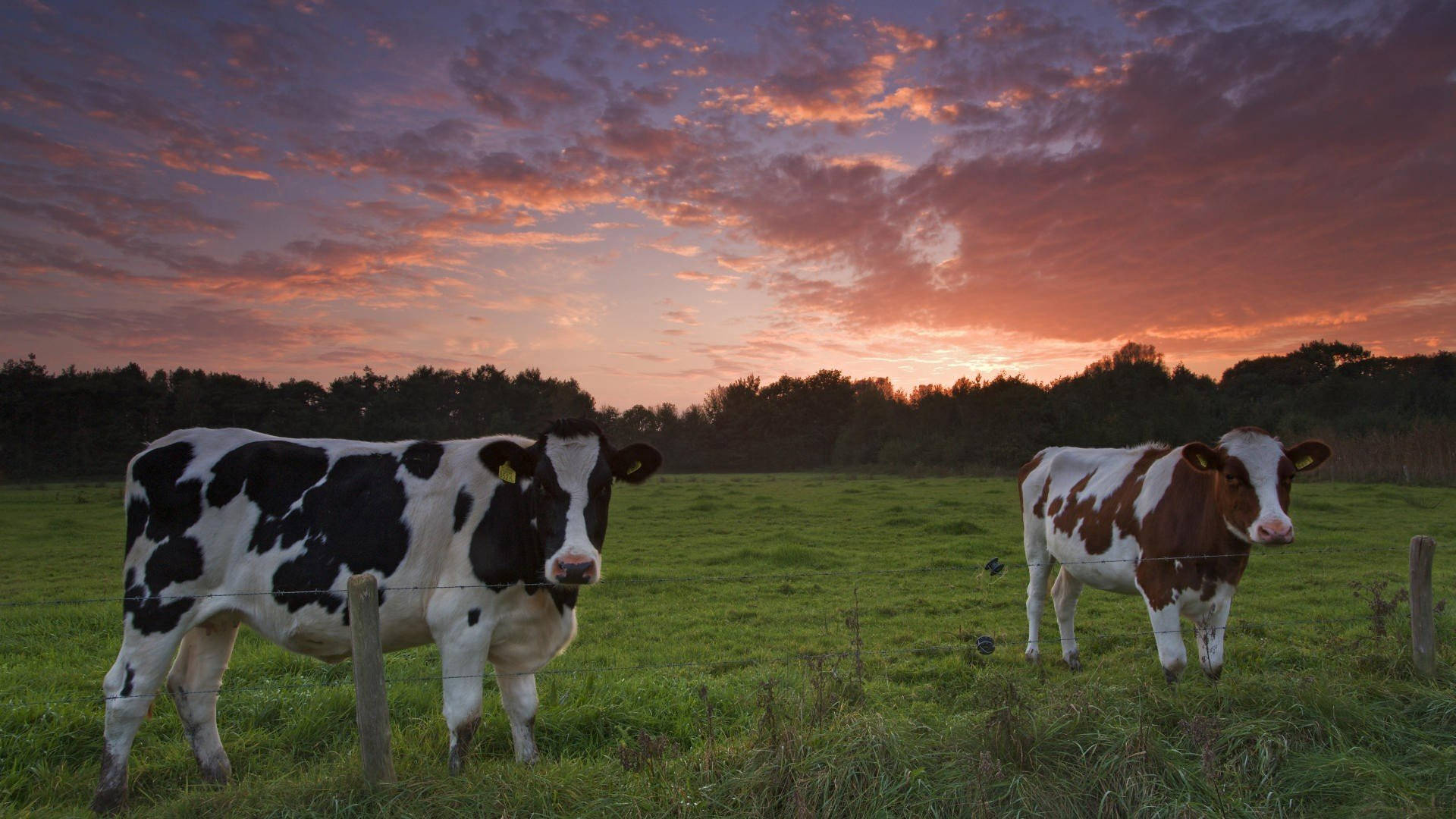 Two Dairy Cattle Breeds On Green Field Wallpaper