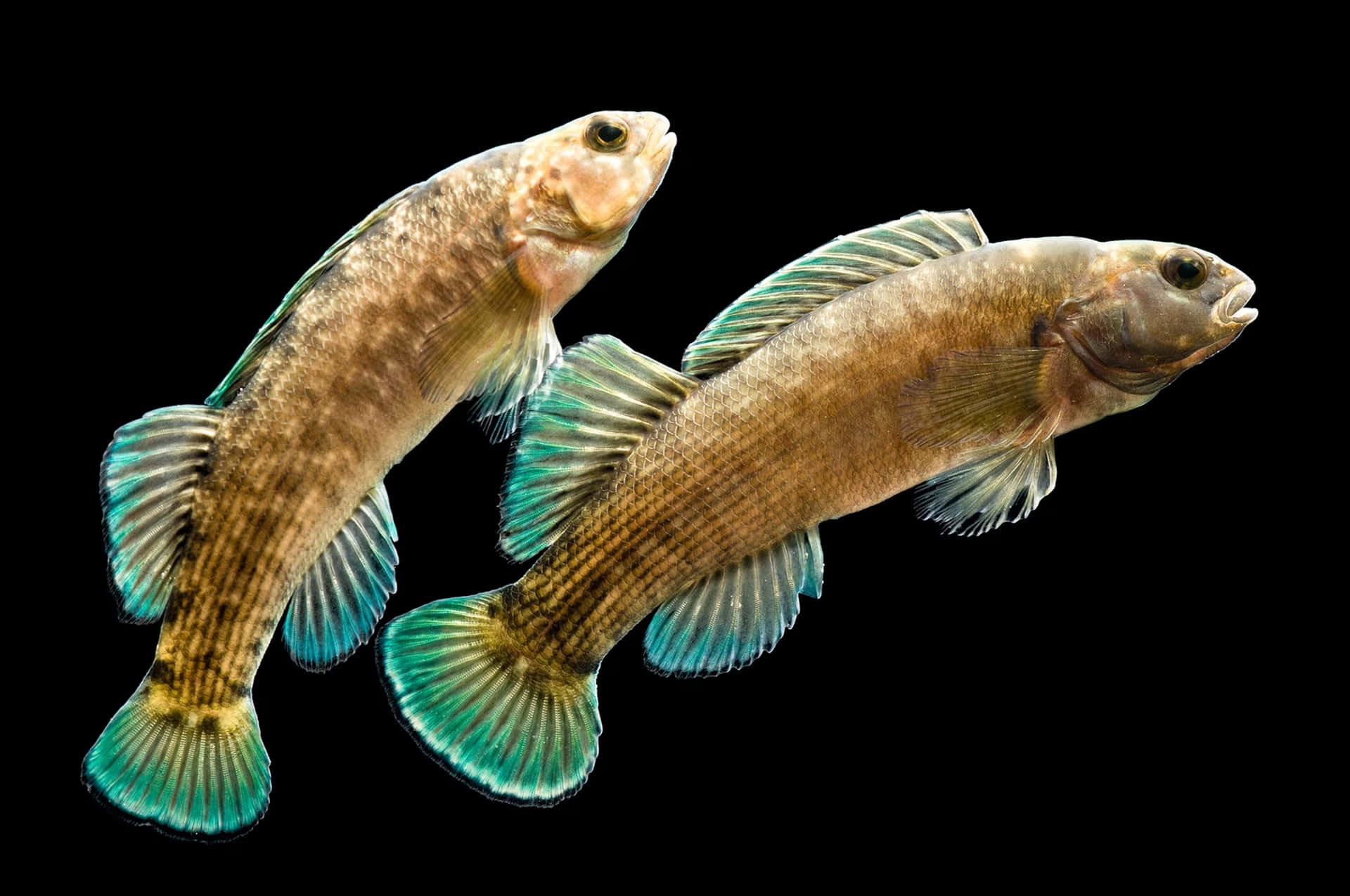 Two Darters Swimming Black Background Wallpaper