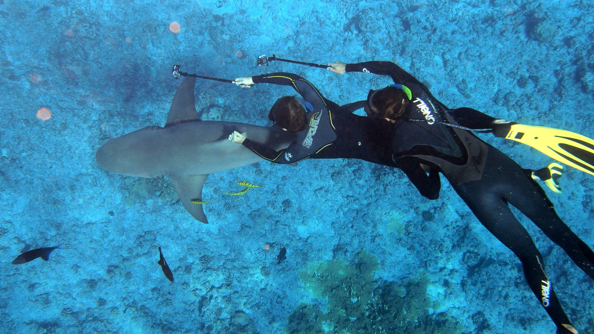 Two Divers In French Polynesia