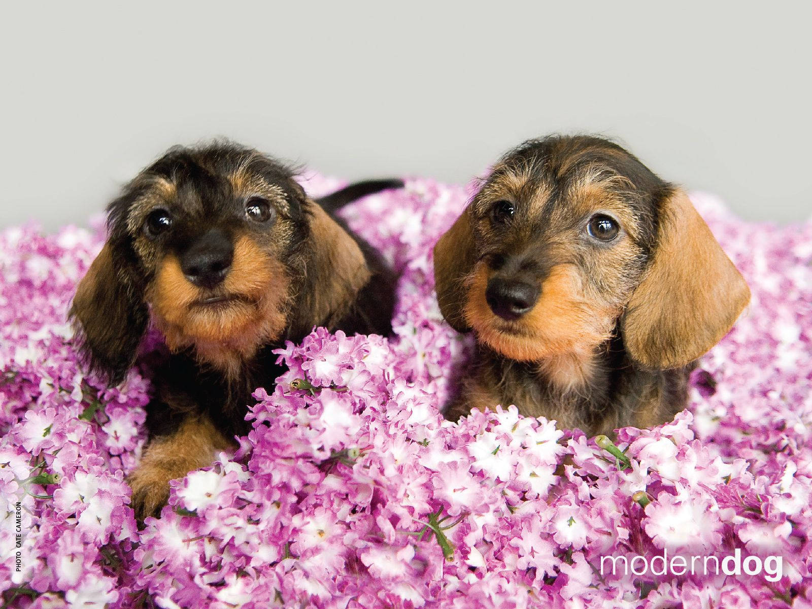 Two cute dog puppies covered in purple flowers wallpaper