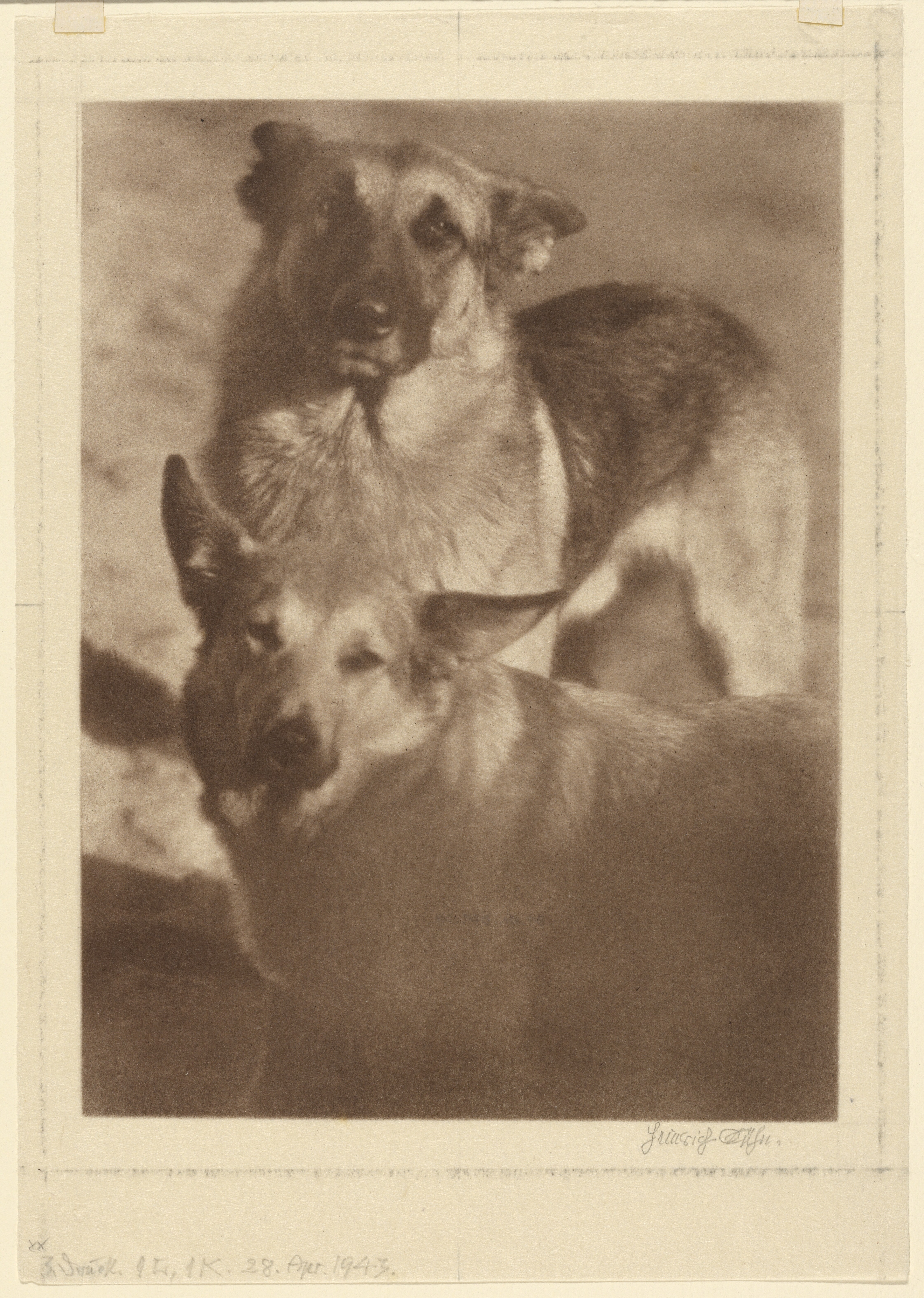 [Two Dogs] Wallpaper