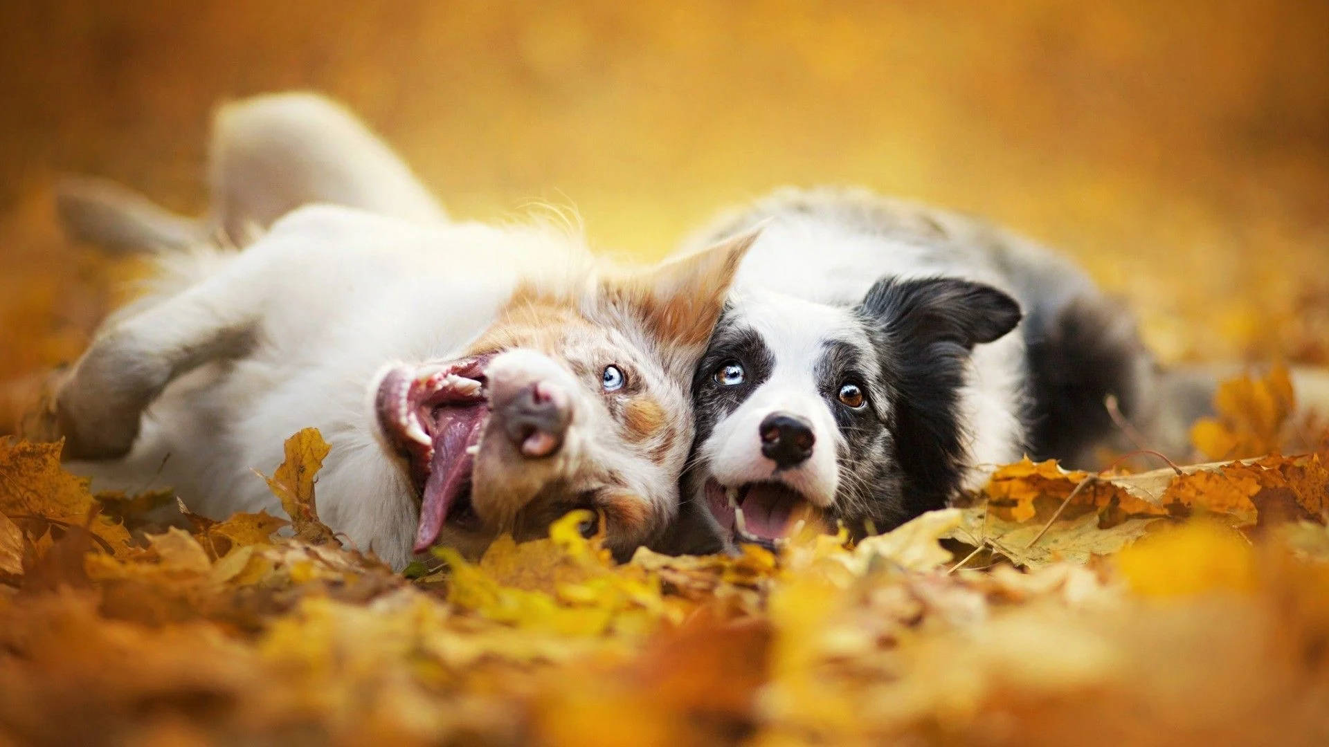 Two Dogs In Fall Season Wallpaper