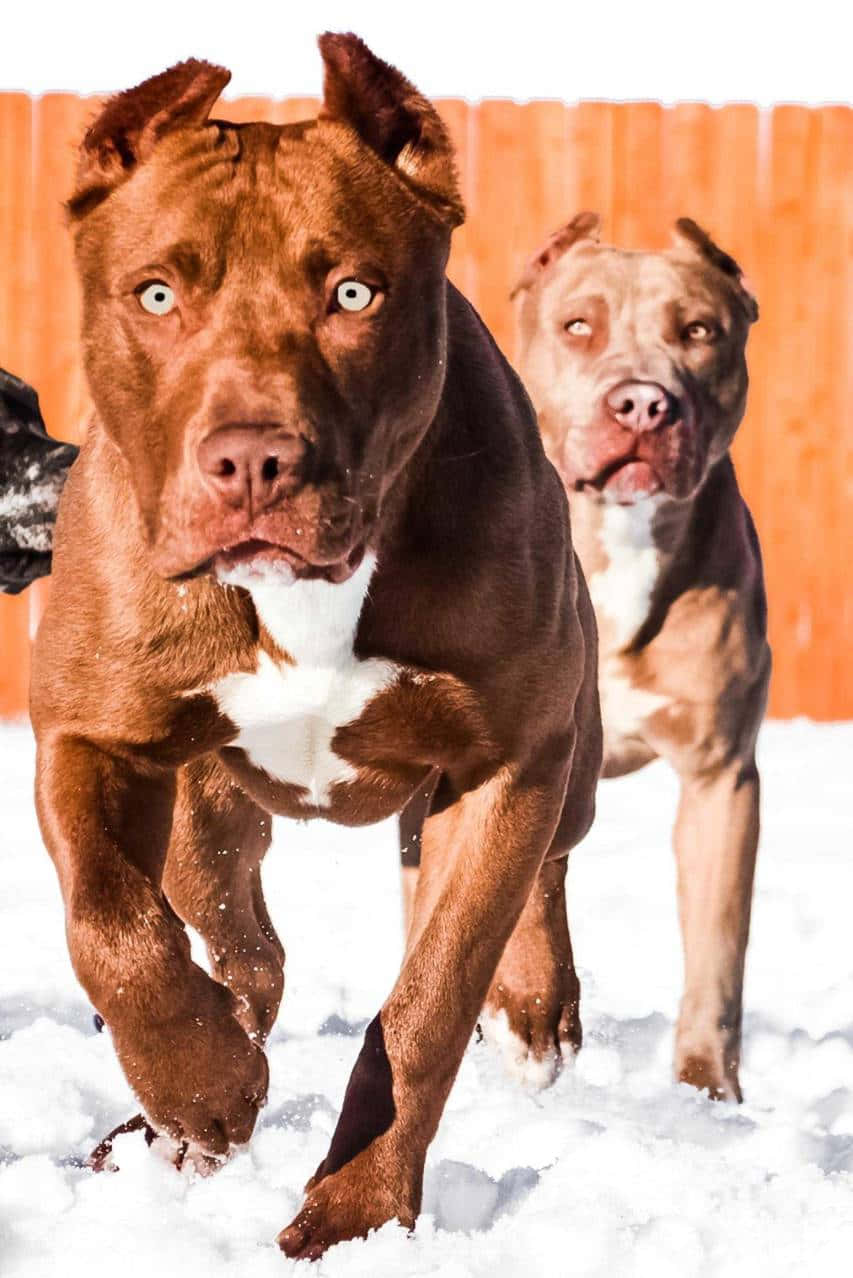 Two Dogs Pitbull Snowy Road Background