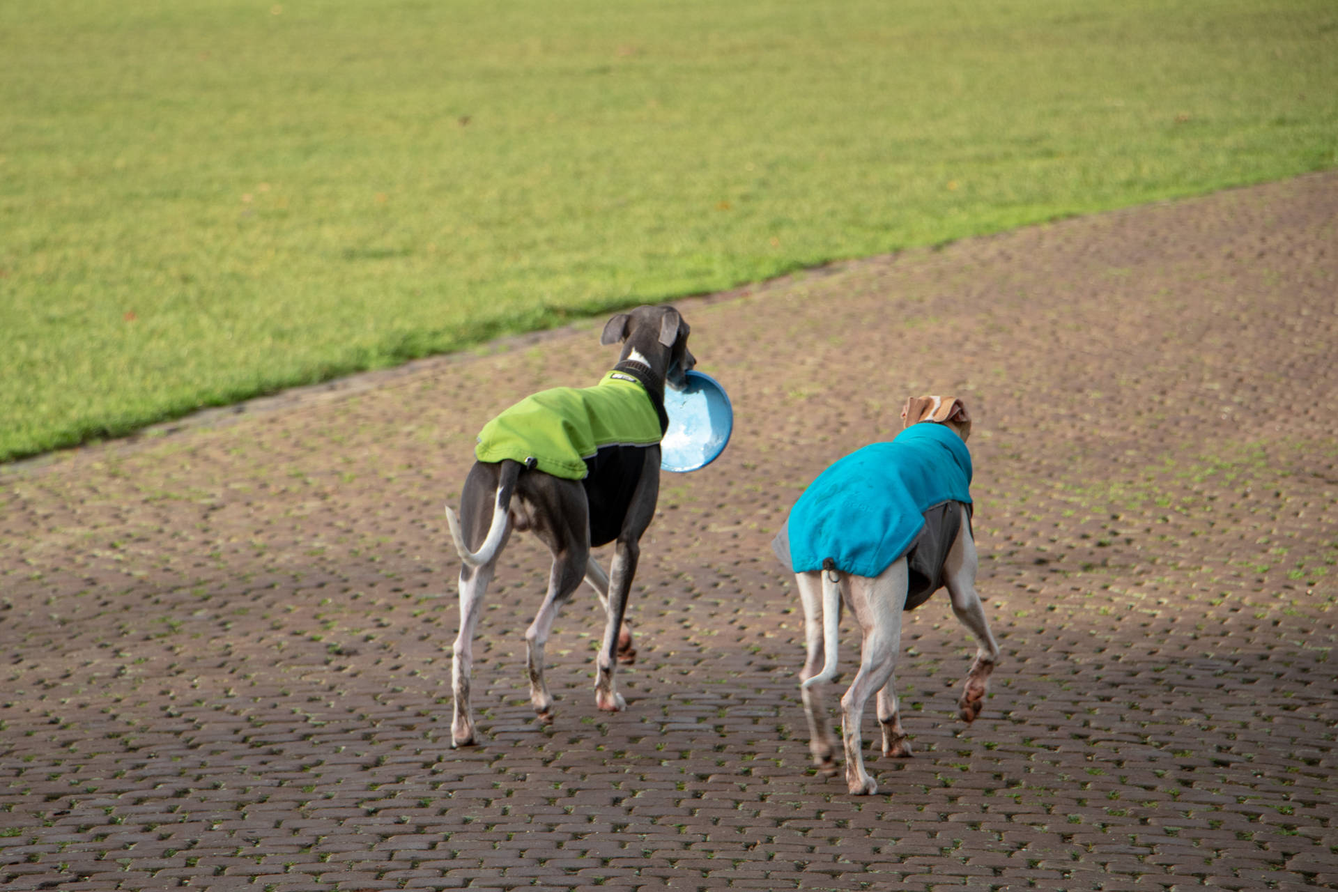 Due Cani Con Il Frisbee Sfondo