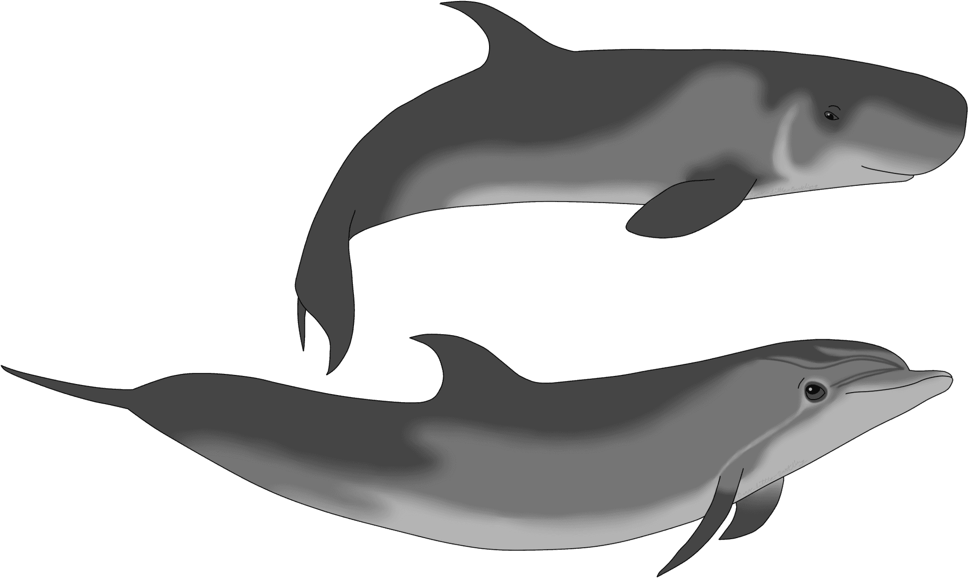 Two Dolphins Illustration PNG