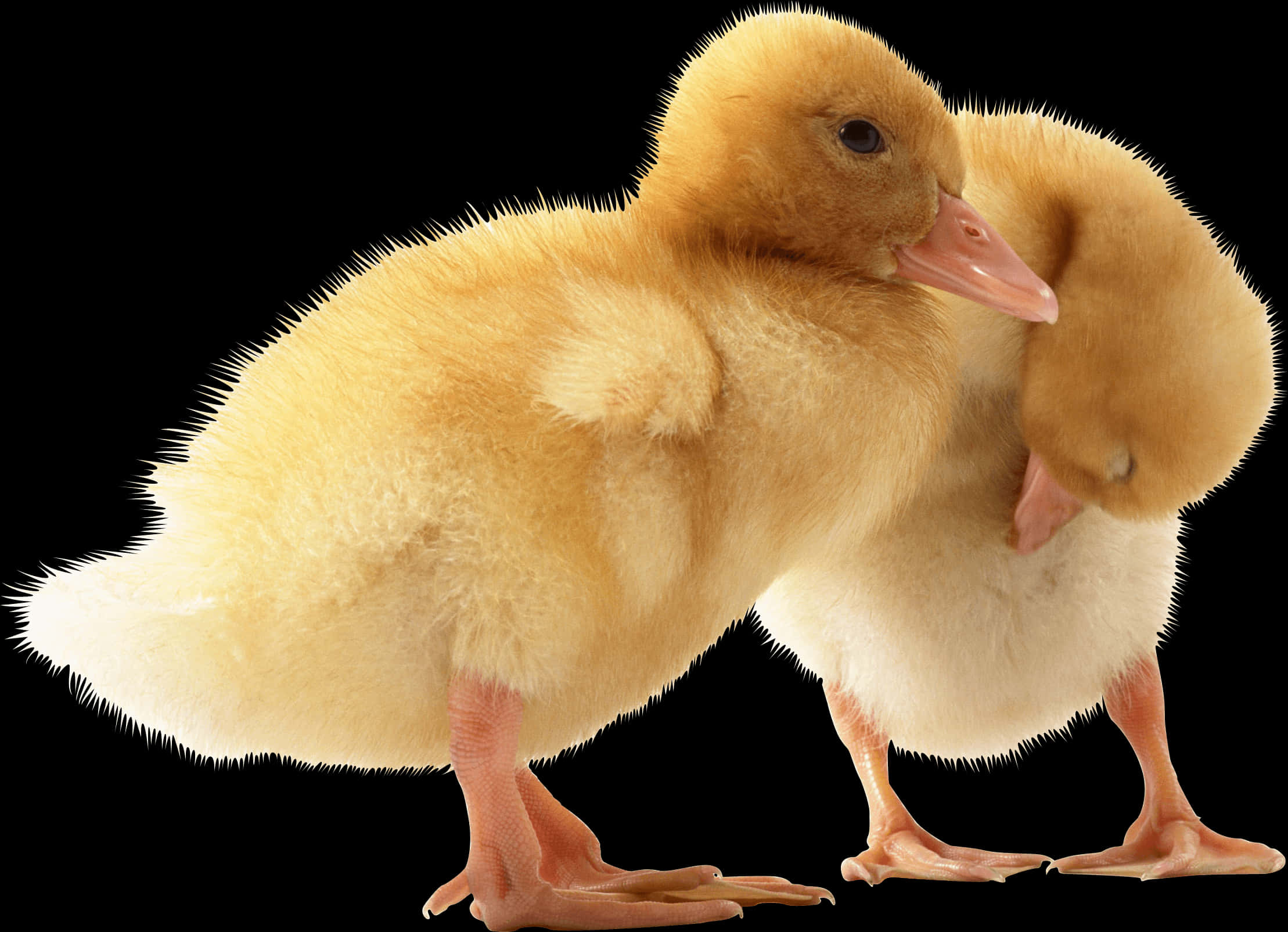 Two Ducklings Black Background PNG