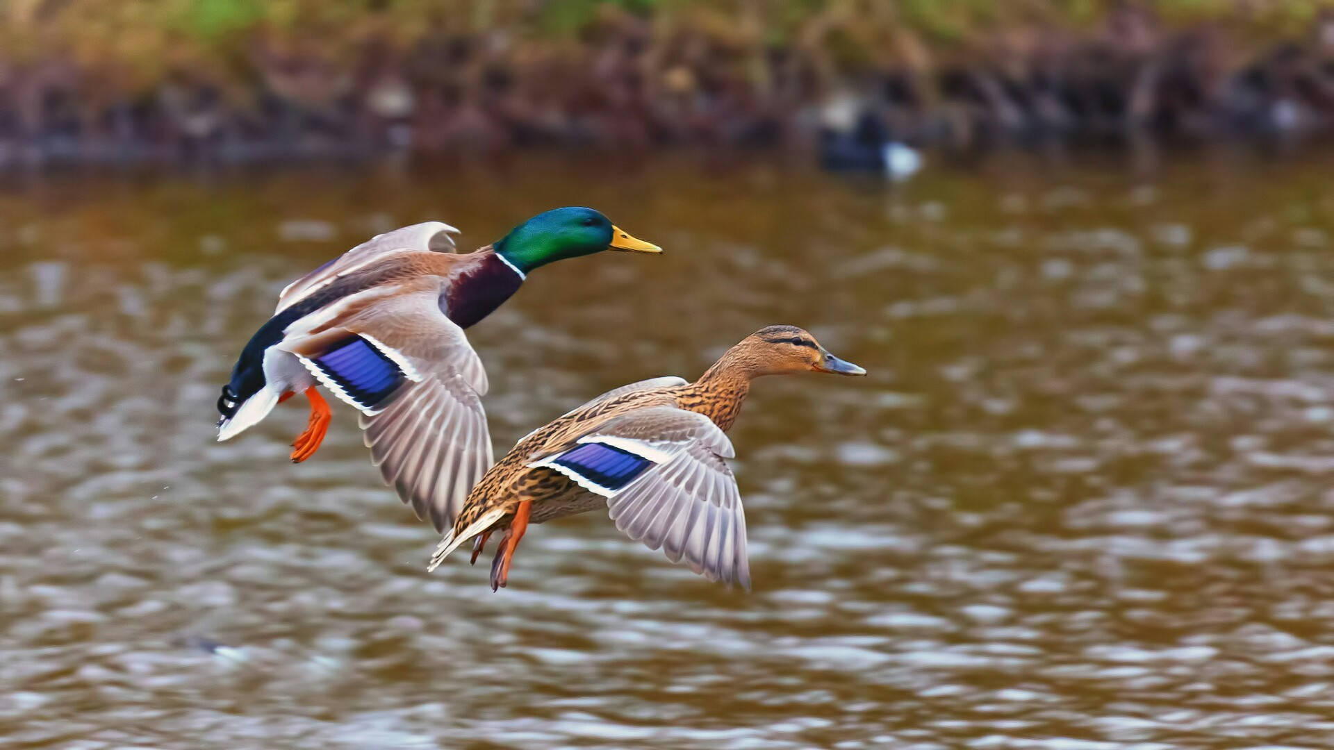 Two Ducks Flying Pfp Wallpaper