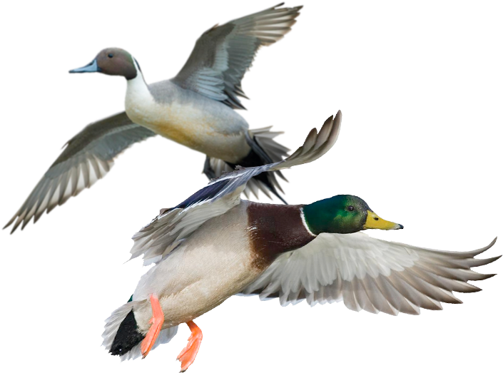 Two Ducks In Flight PNG
