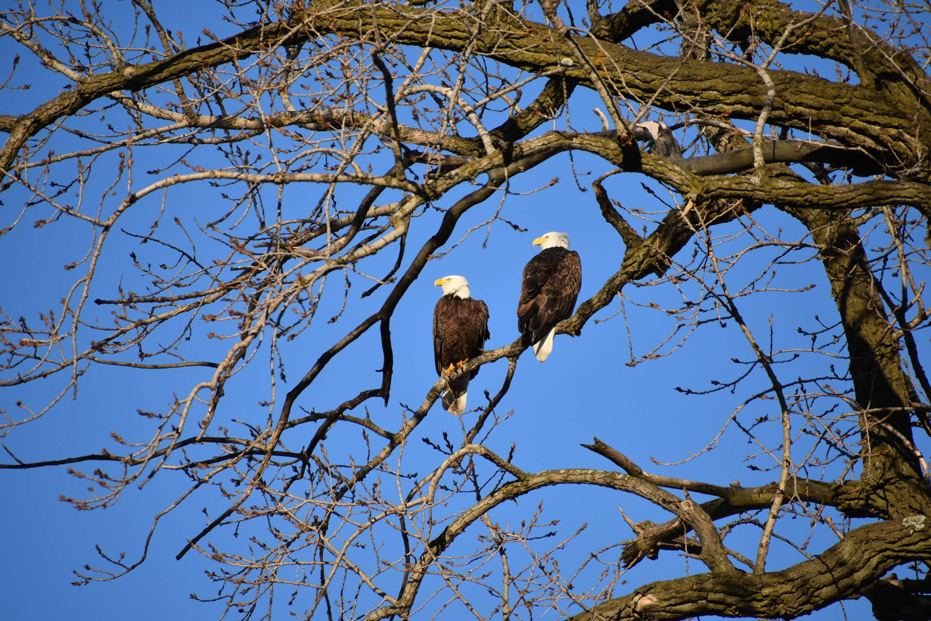 Two Eagles On A Tree Wallpaper