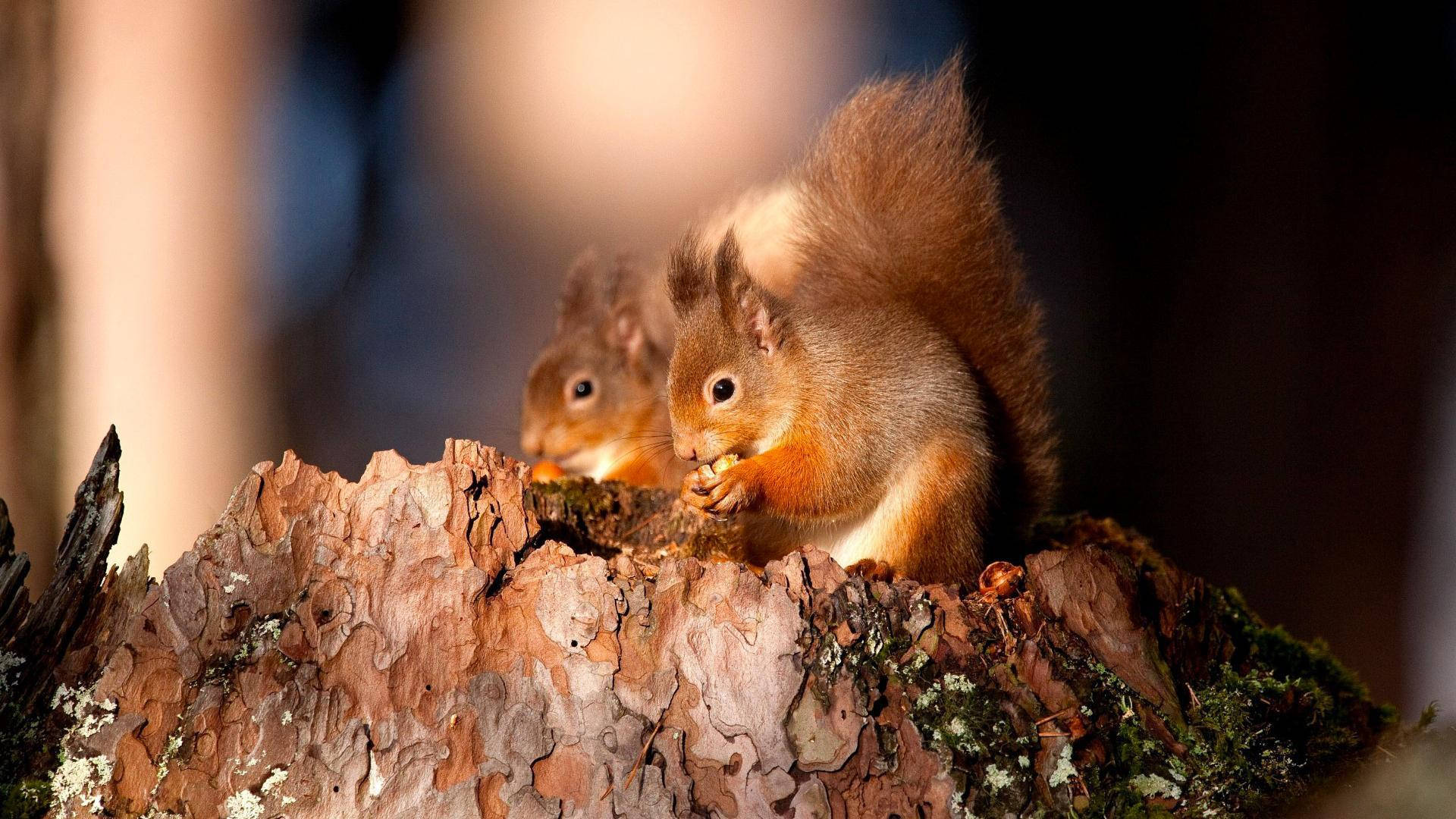 Two Eating Squirrel Wallpaper