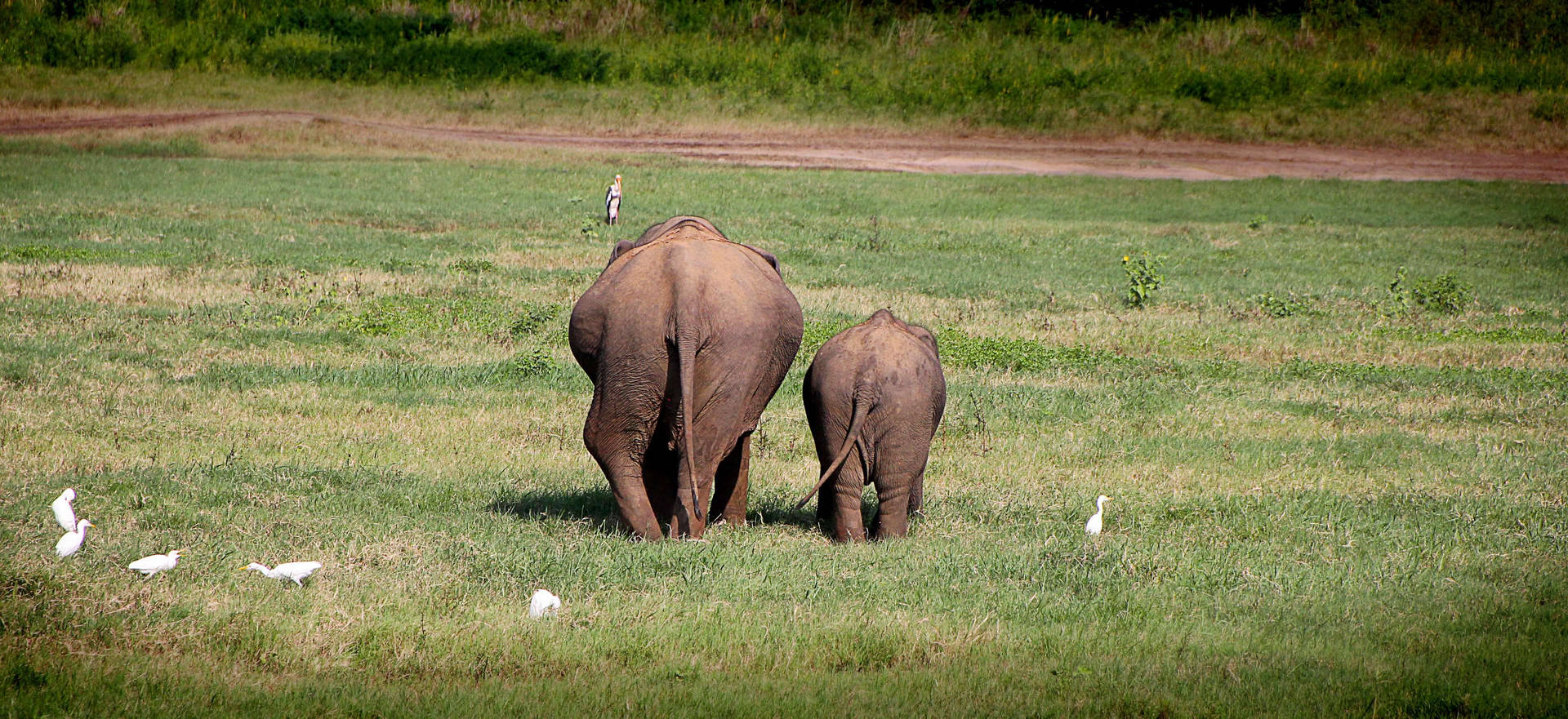 Two Elephant Butts Background