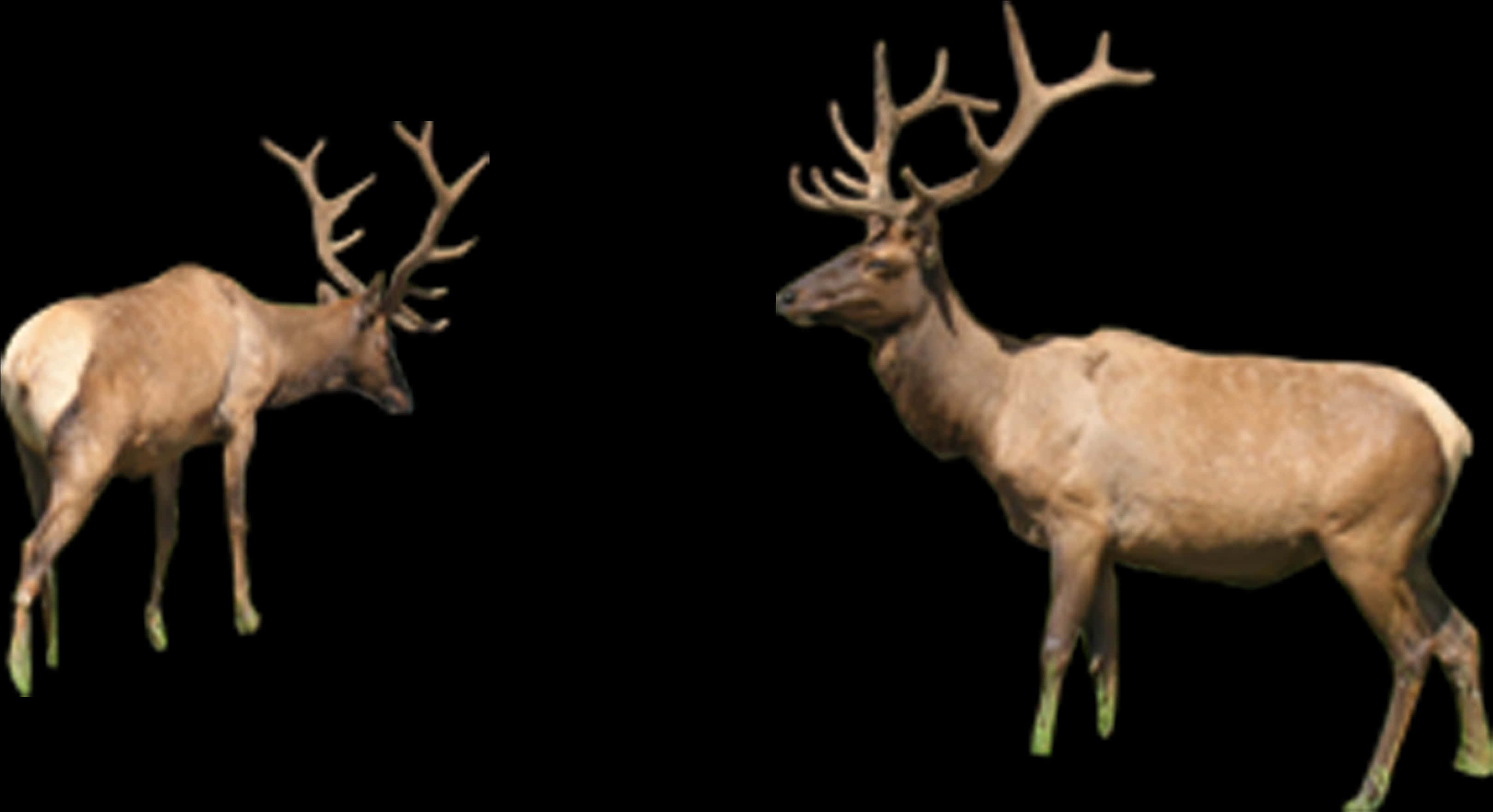 Download Two Elk Standing Against Black Background | Wallpapers.com