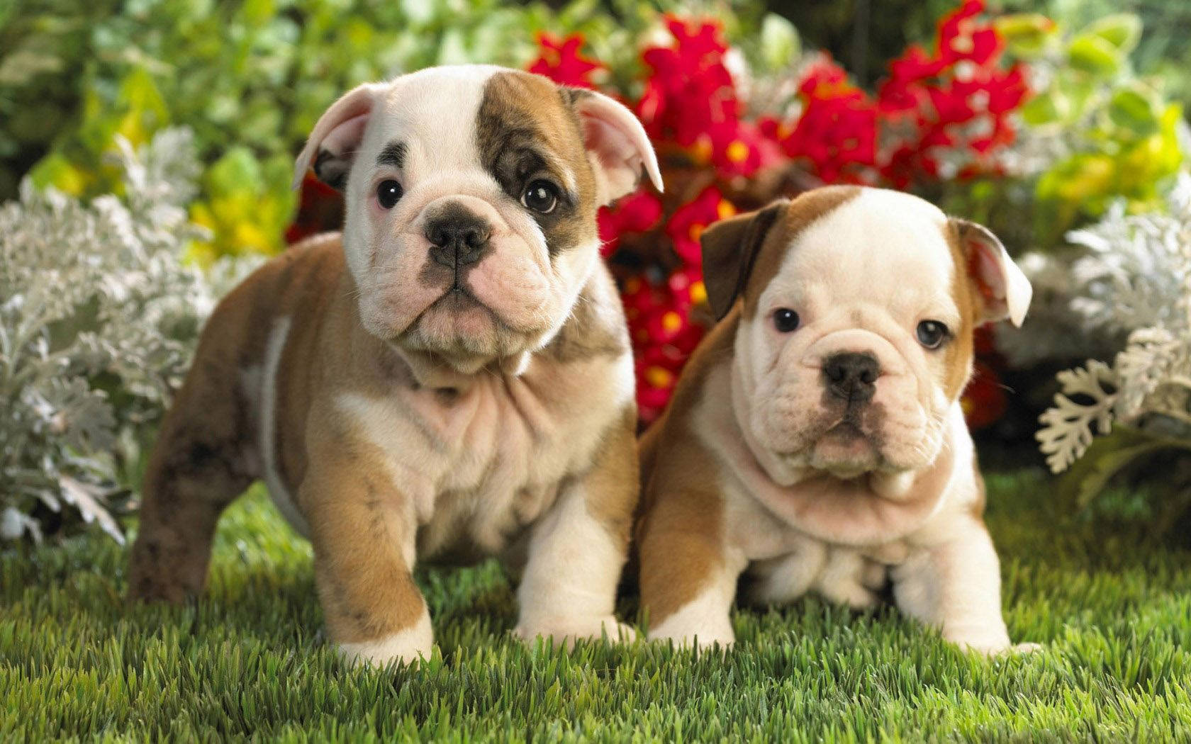 Two English Bulldog Puppies Wallpaper