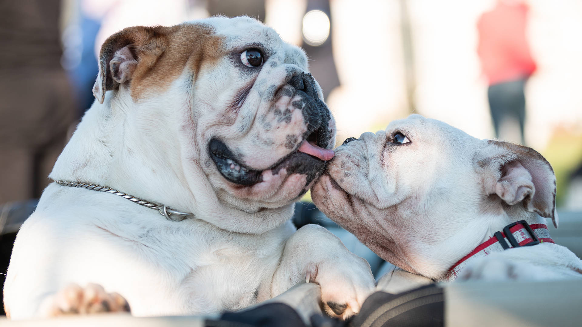 Two English Bulldogs Kissing Background