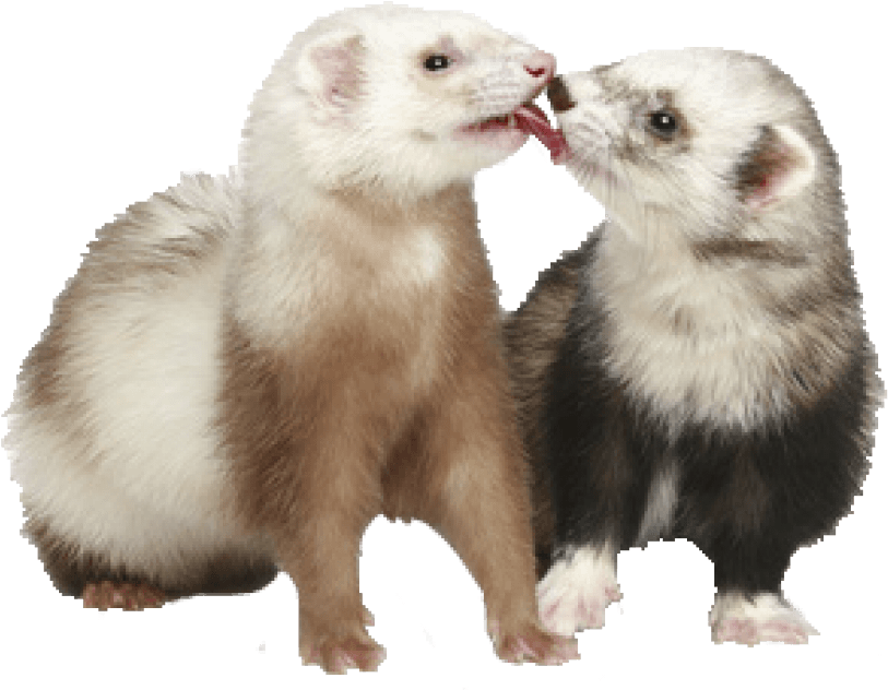 Two Ferrets Sharing Treat PNG