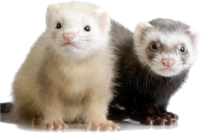 Two Ferrets Sideby Side PNG