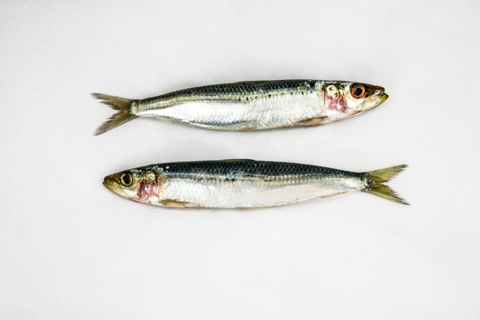 Two Fish Sardines On White Surface Wallpaper